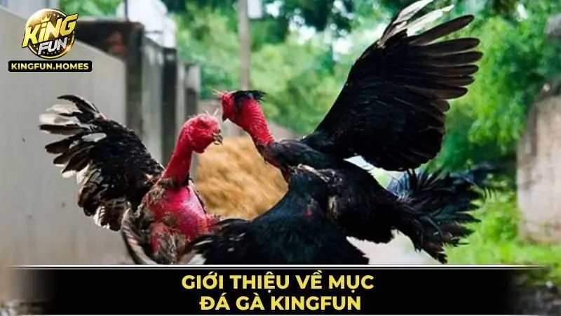 Giới Thiệu Về Mục Đá Gà