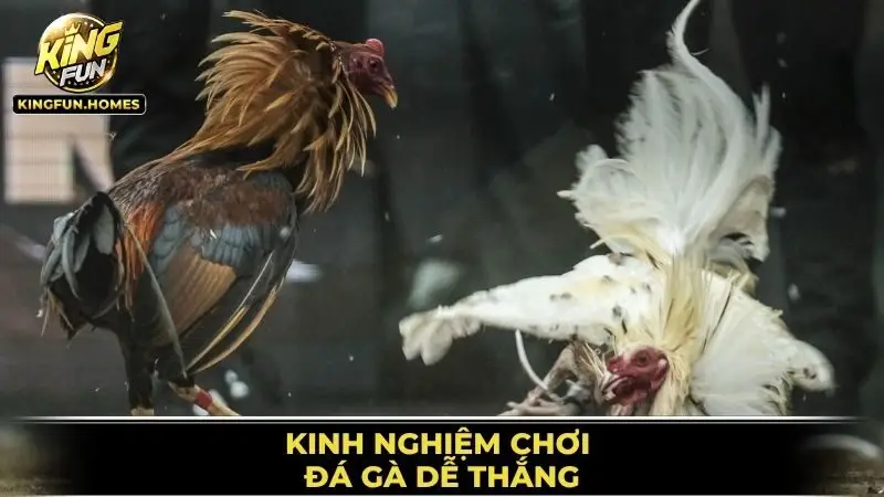 Kinh Nghiệm Chơi Đá Gà Dễ Thắng